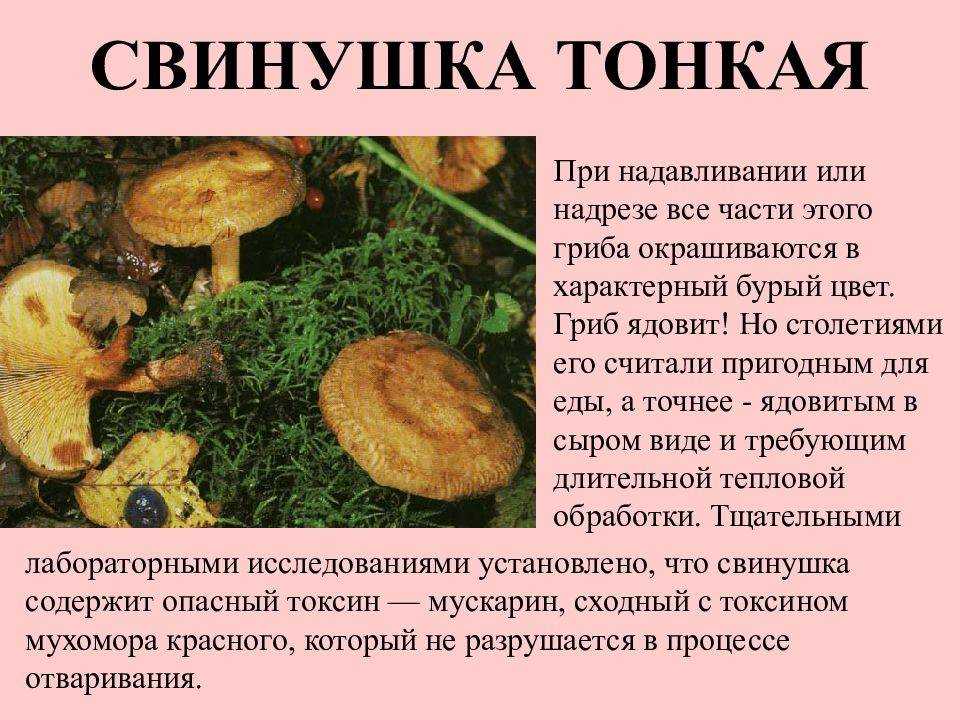 Грибы свинушки: съедобные или ядовитые, польза и вред, описание, как выглядят свинухи, когда собирают, как закрывать