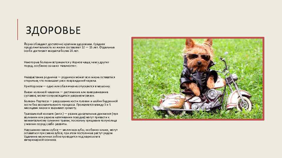 Ожидаемая средняя продолжительность жизни йоркширского терьера составляет от 12 до 16 лет Смотрите подробнее о причина смертей и правильным уходом за йорком