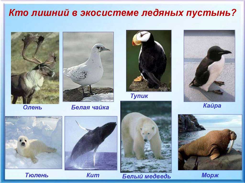 Птицы камчатки