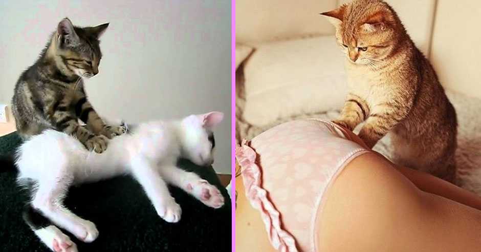 Как отучить кота нападать на вас: 10 шагов