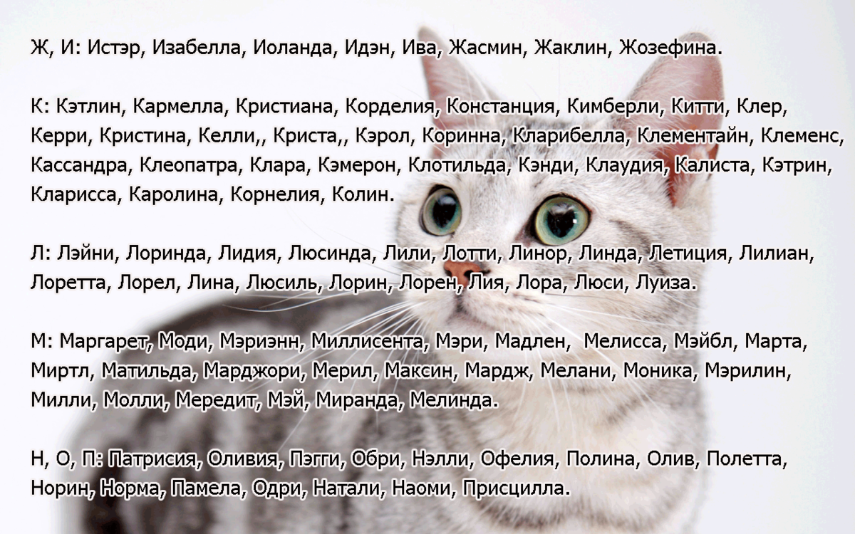 Клички для собак маленьких пород