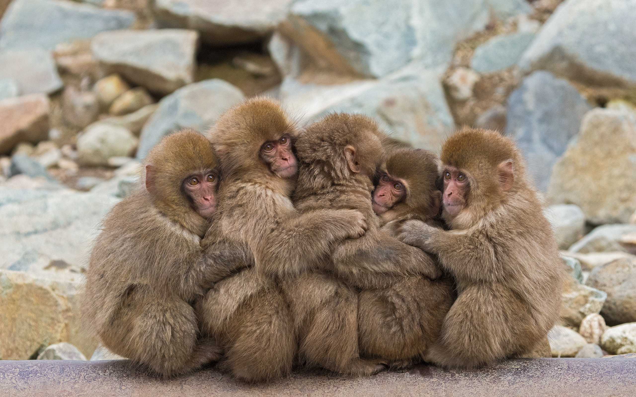 Японский макак (macaca fuscata): особенности поведения, размножения и место обитания