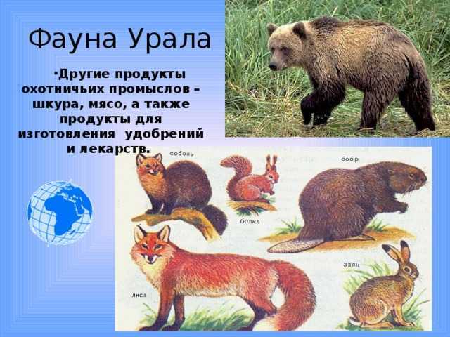 Животные в красной книге урала