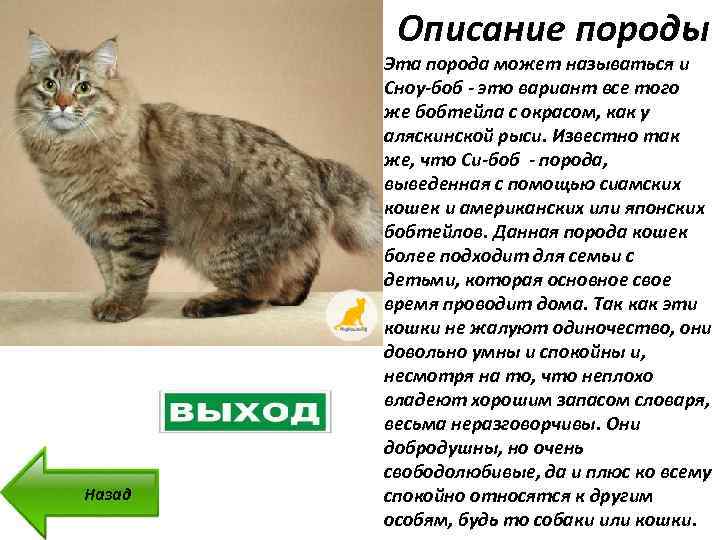 Американский бобтейл: характер, внешность и история породы | ваши питомцы
