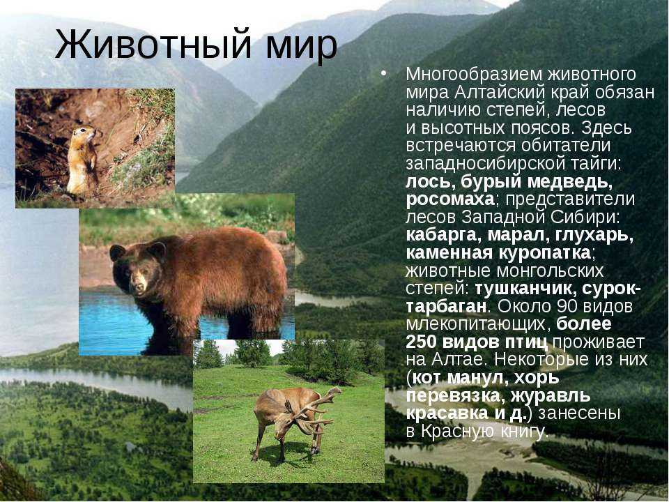 Сообщение о птицах алтайского края