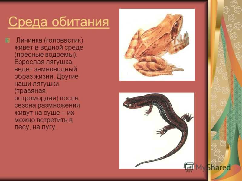 Квакша как домашний питомец: содержание квакш