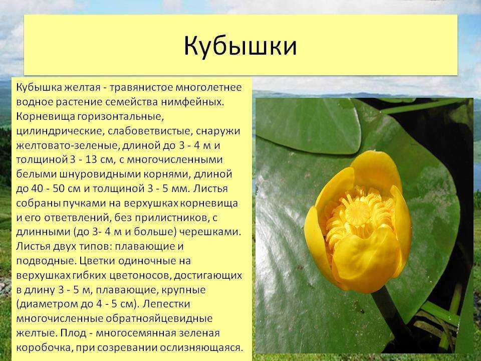 Кувшинка белая, красная книга, краткое описание, размножение, применение, лечебные свойства