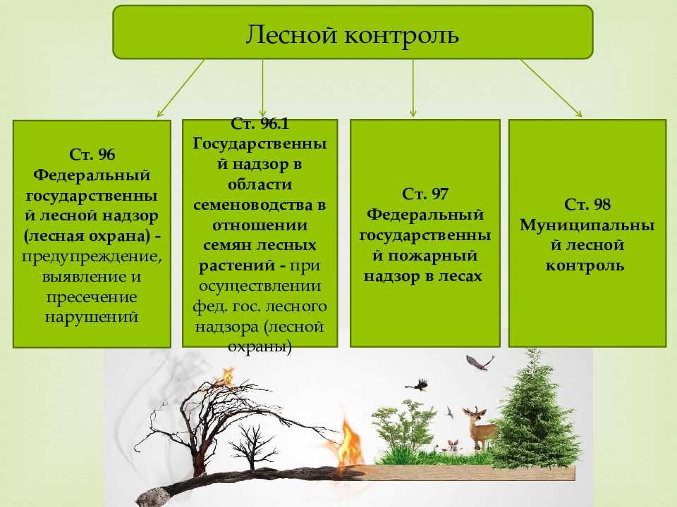 Правовая охрана лесов от негативного воздействия хозяйственной и иной деятельности человека: проблемы и перспективы