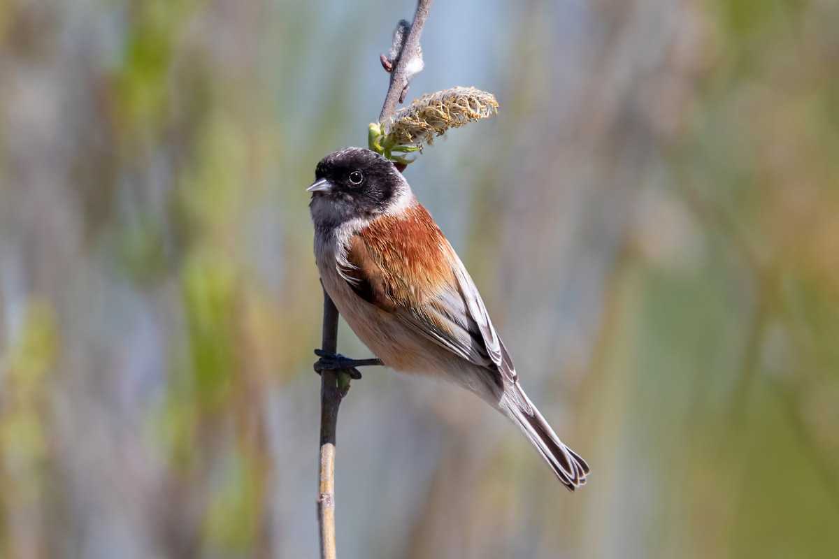 Овсянка-ремез emberiza rustica - красная книга россии.