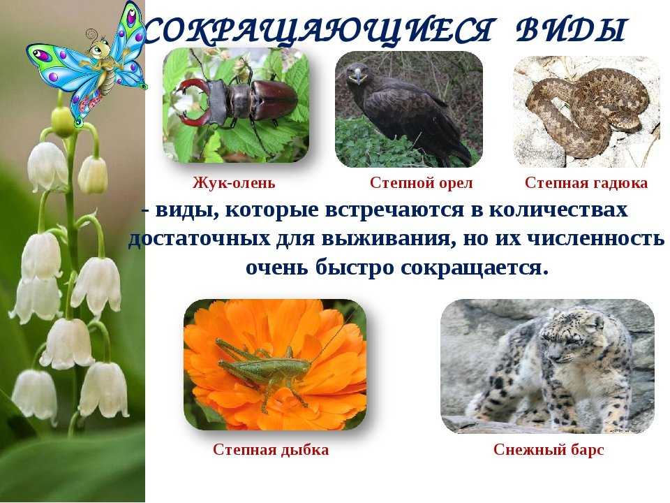 Красная книга тульской области — энциклопедия руниверсалис