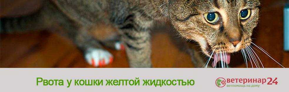 Почему кошку рвет желтой жидкостью