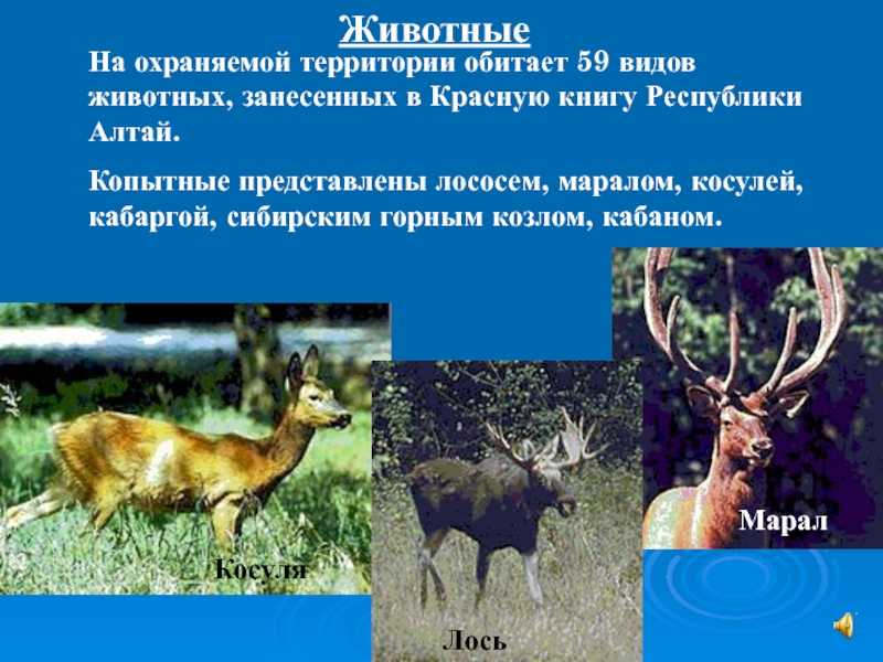 Животные, занесённые в красную книгу республики алтай