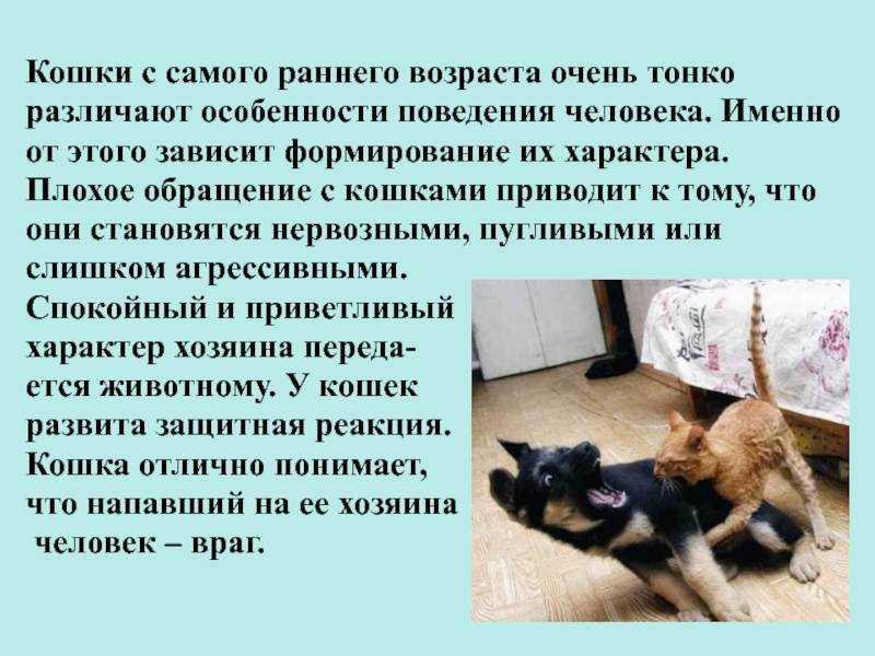 Почему котенок постоянно кусается и царапается: причины и как отучить