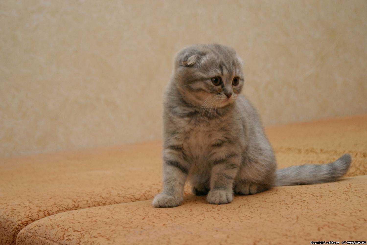 Как назвать шотландскую кошку, кота и котенка?