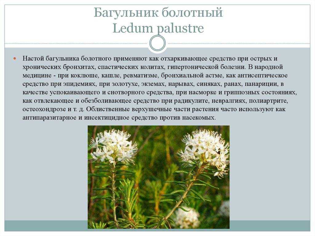 Багульник болотный: лечебные свойства и противопоказания