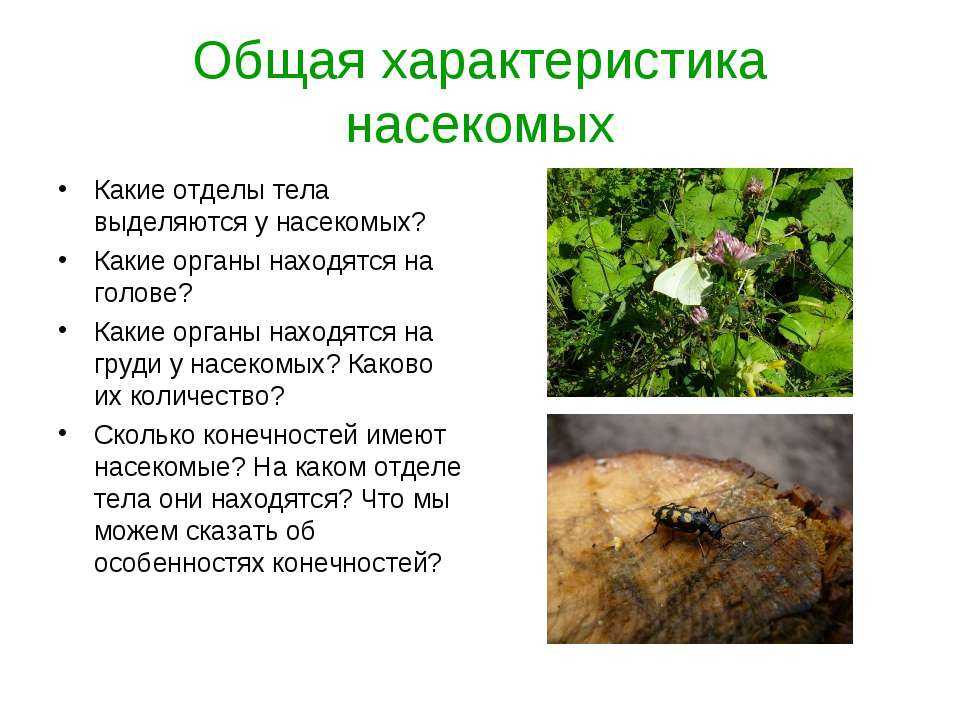 Класс насекомые. общая характеристика класса