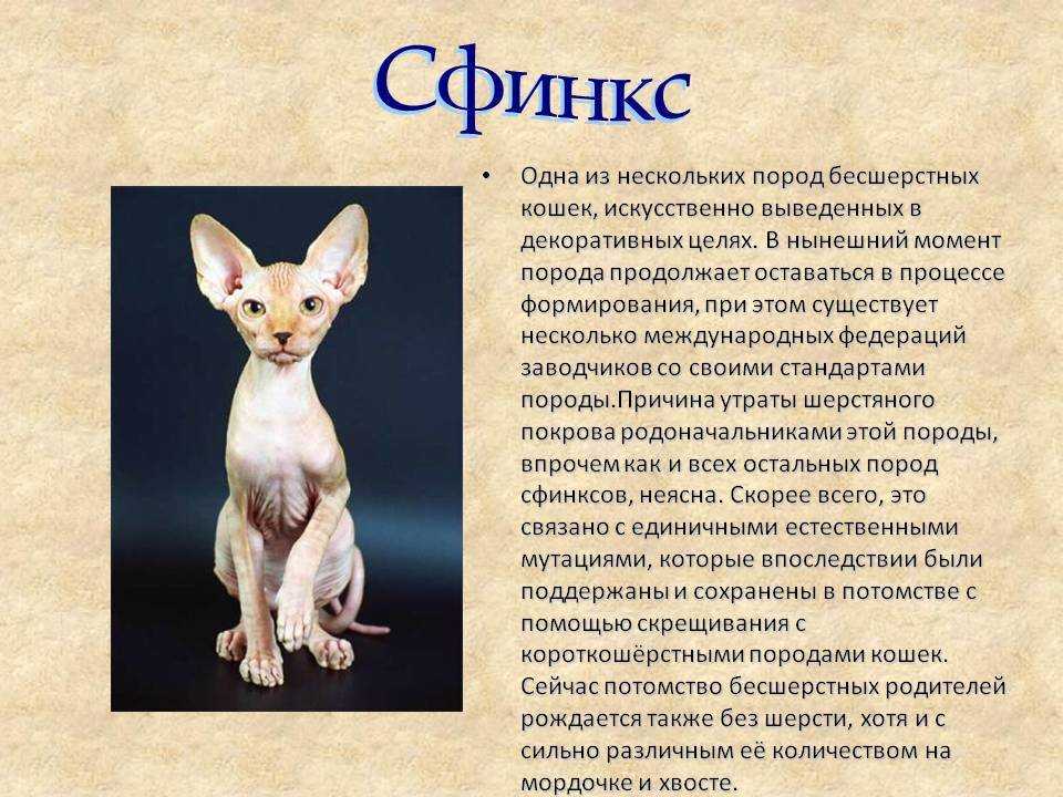 Фотографии канадских сфинксов различных окрасов: голубой, черепаховый, кремовый, циннамон и др Фото кошек и котят Смотрите подробнее