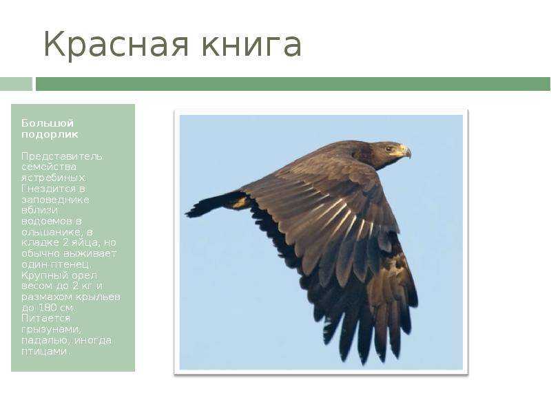 Большой подорлик