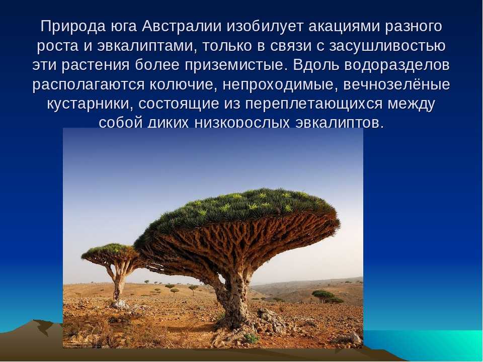 Растения австралии разных природных зон: пустынь, саванн, лесов