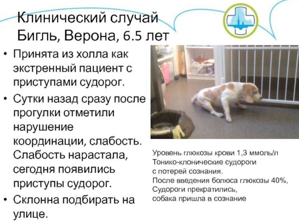 Судороги у собак: причины и лечение, виды судорог