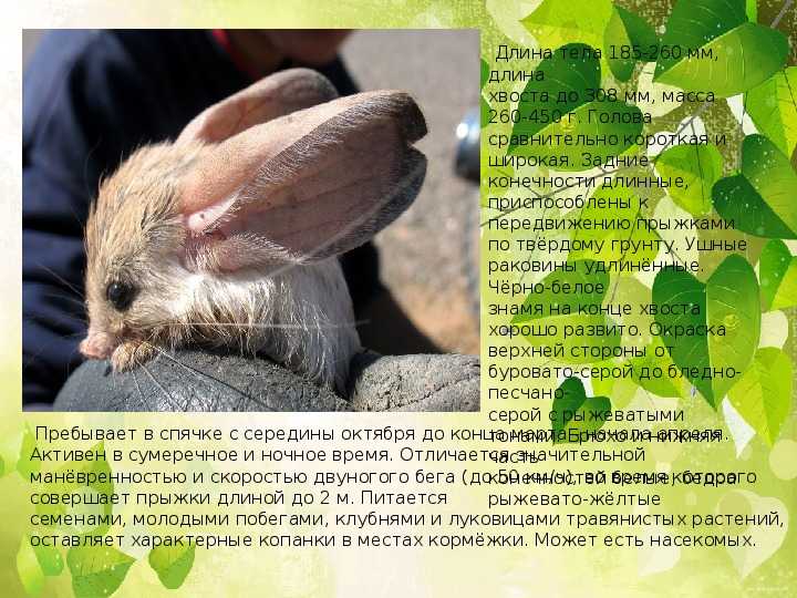 Животные, занесённые в красную книгу курганской области