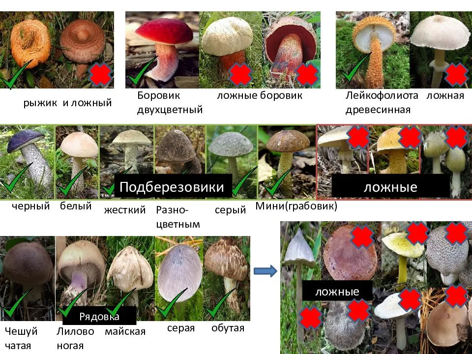 Как отличить съедобные и несъедобные опята