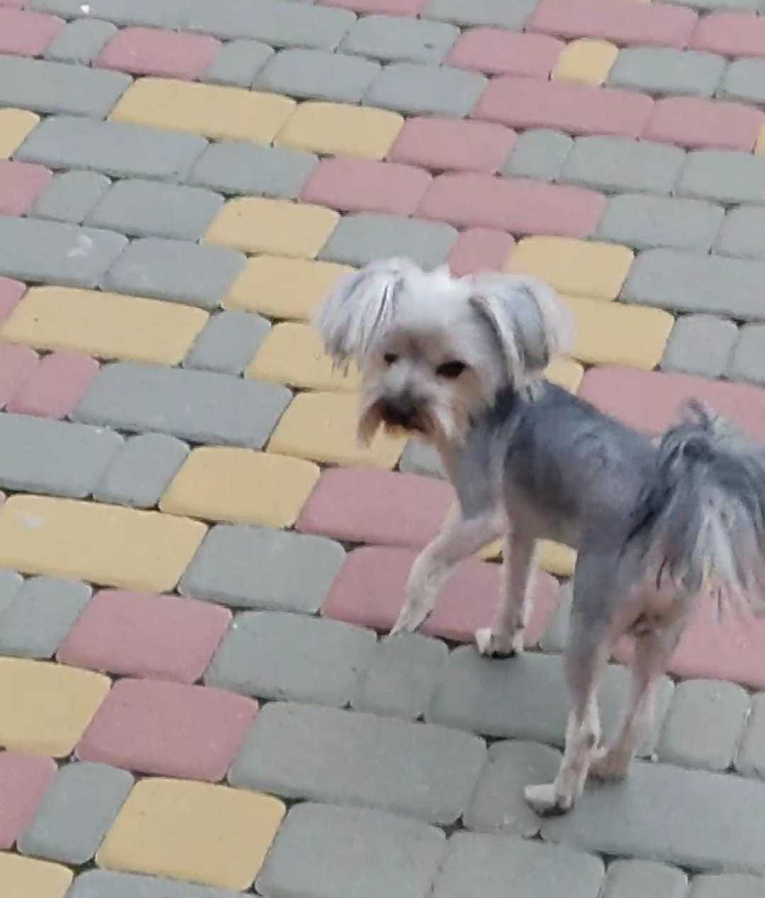 Кличка и характер