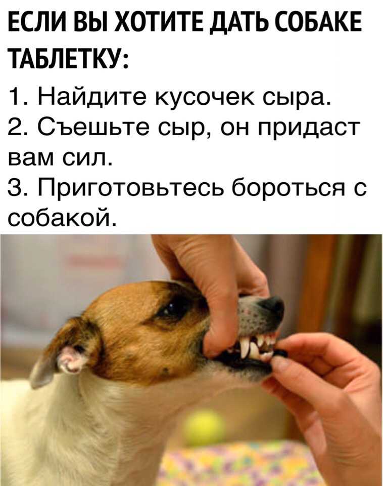 Как заставить собаку проглотить таблетки - wikihow