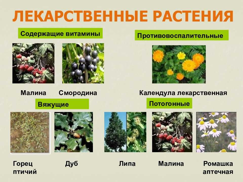 Дикорастущие лекарственные растения самые ценные наши растительные помощники