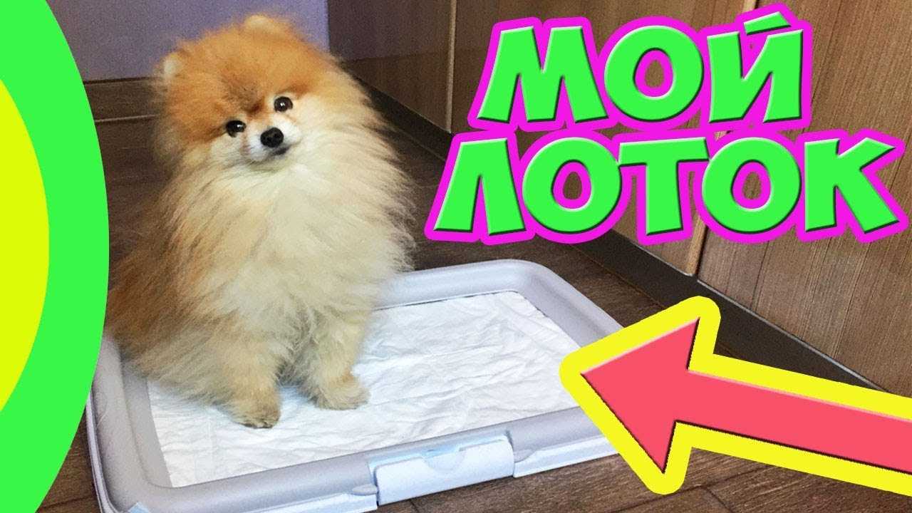 Учим шпица ходить на пеленку