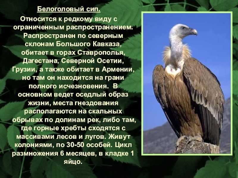 Красная книга республики ингушетия - красные книги северо-кавказского федерального округа | некоммерческий учебно-познавательный интернет-портал зоогалактика
