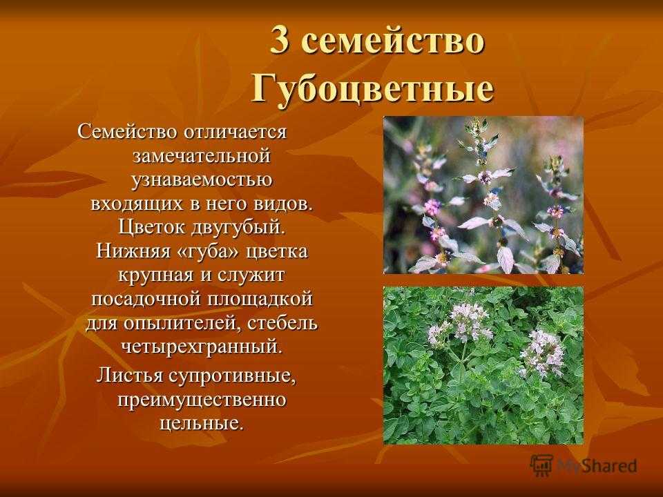 Семейство яснотковые: краткая характеристика : labuda.blog семейство яснотковые: краткая характеристика