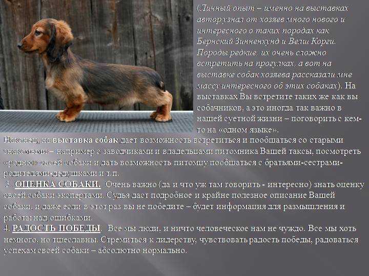 Сколько живут собаки породы такса