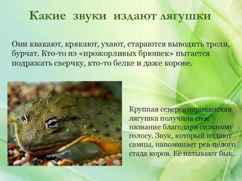 Приметы про лягушек: увидеть в доме, на дороге, к чему квакают