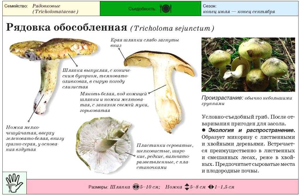 Рядовки и как выглядят съедобные грибы