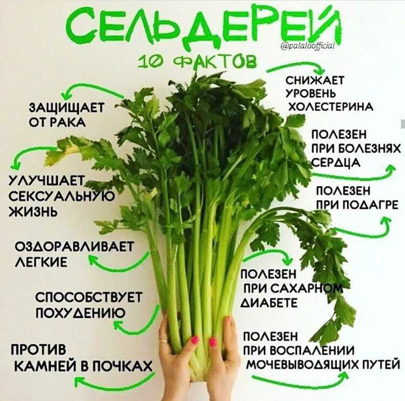 Какие овощи можно давать собаке: сырые, вареные, от каких лучше отказаться
