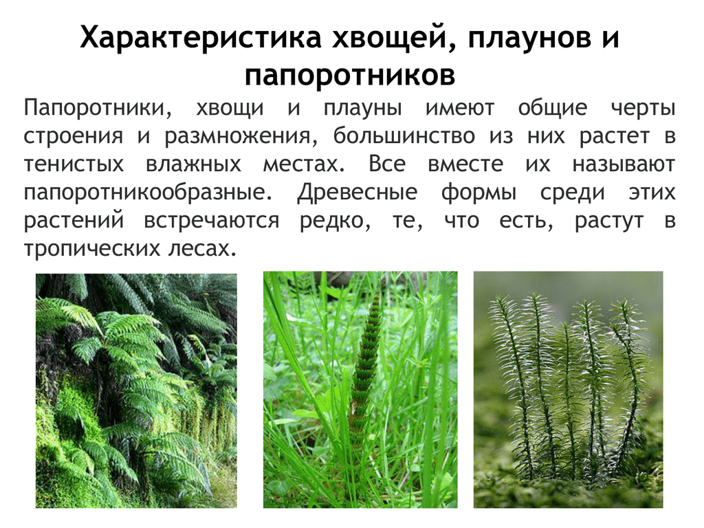 Хвощи и плауны - общая характеристика, особенности строения, примеры растений