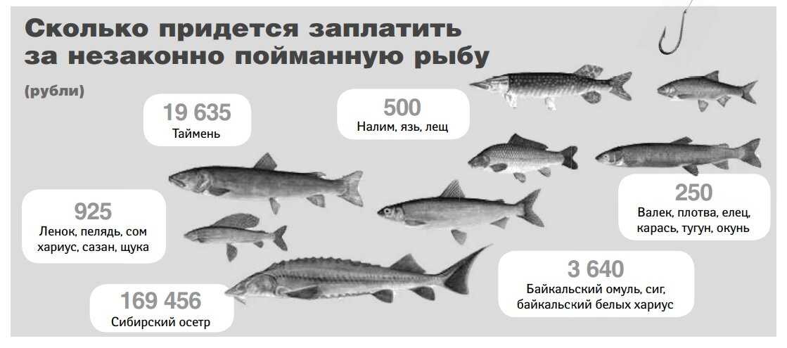 Наказание и штрафы за нарушение правил охоты и незаконную охоту 2015: коап рф, ук рф