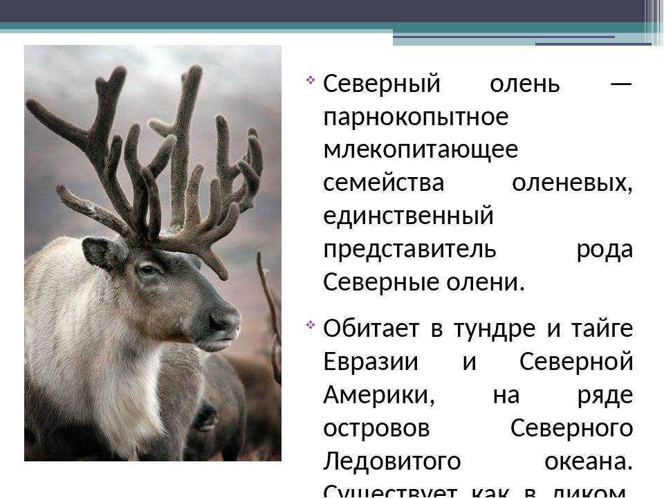 Северный олень, фотографии - животные арктики и антарктики.
