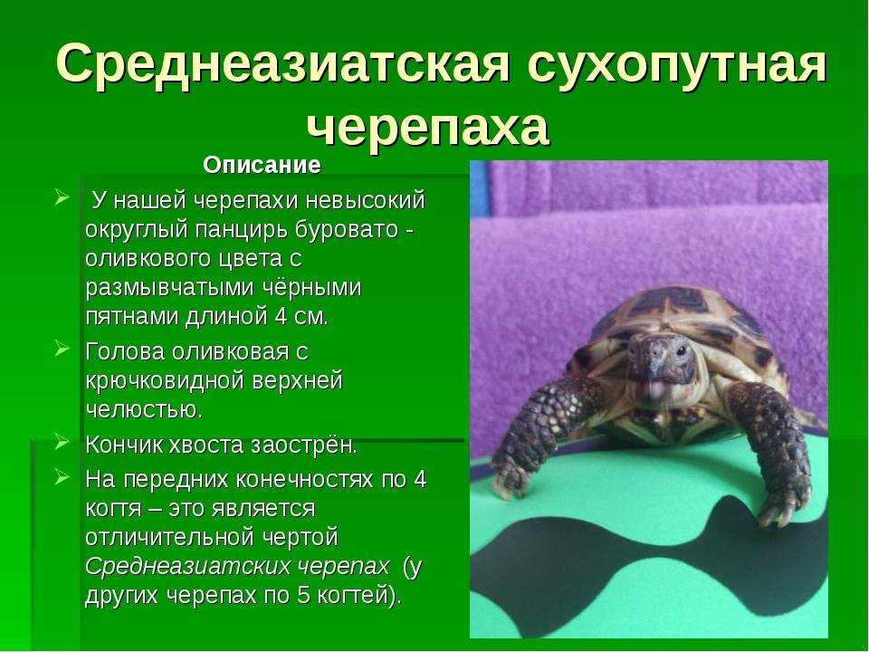 Уход и содержание красноухой черепахи в домашних условиях