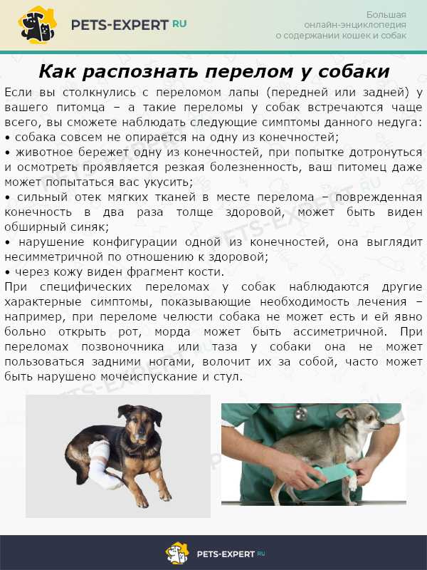 Физиологическое строение половой системы самцов и самок собак