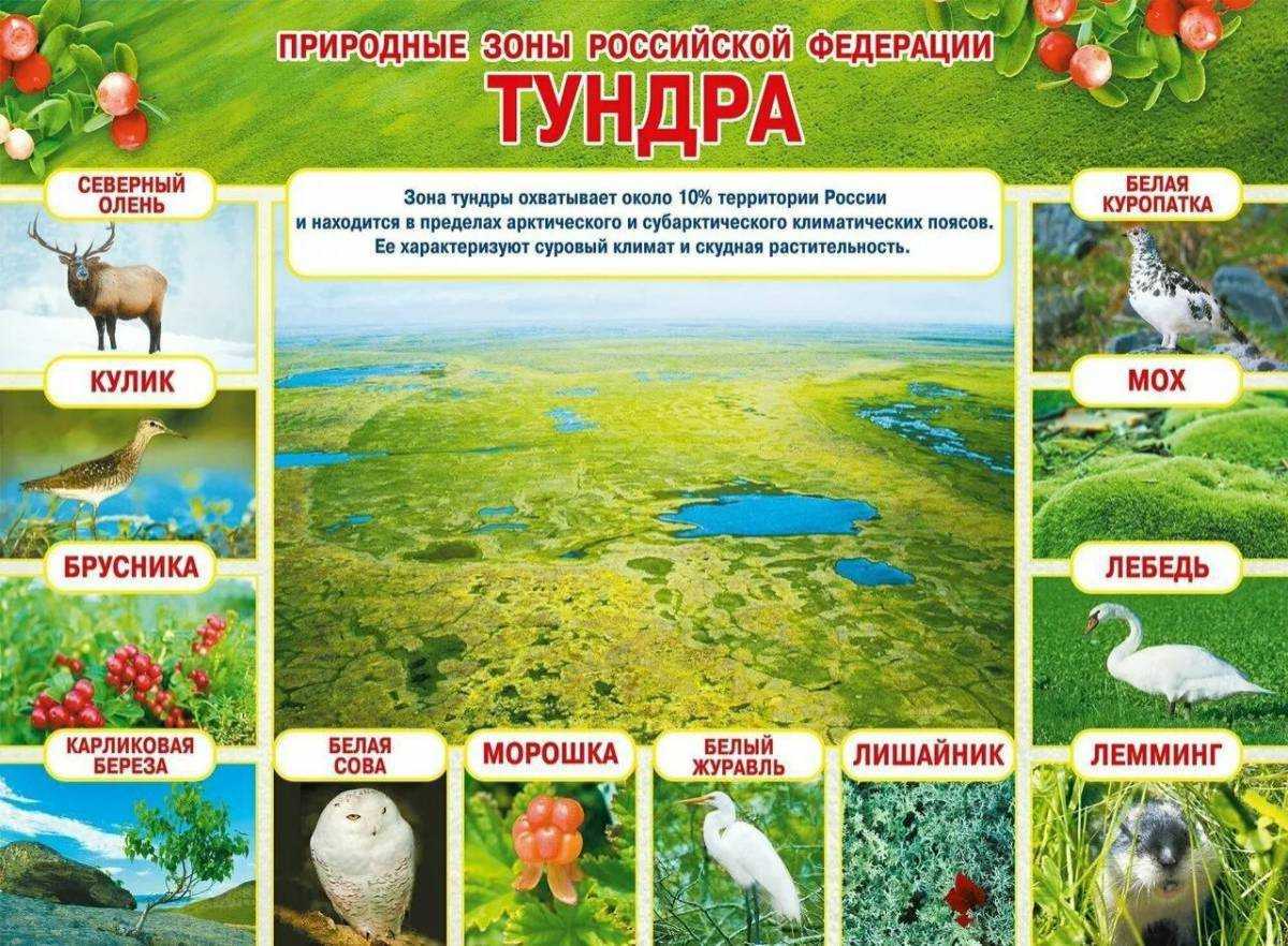 Экологические проблемы лесных зон - функции, причины и пути решения