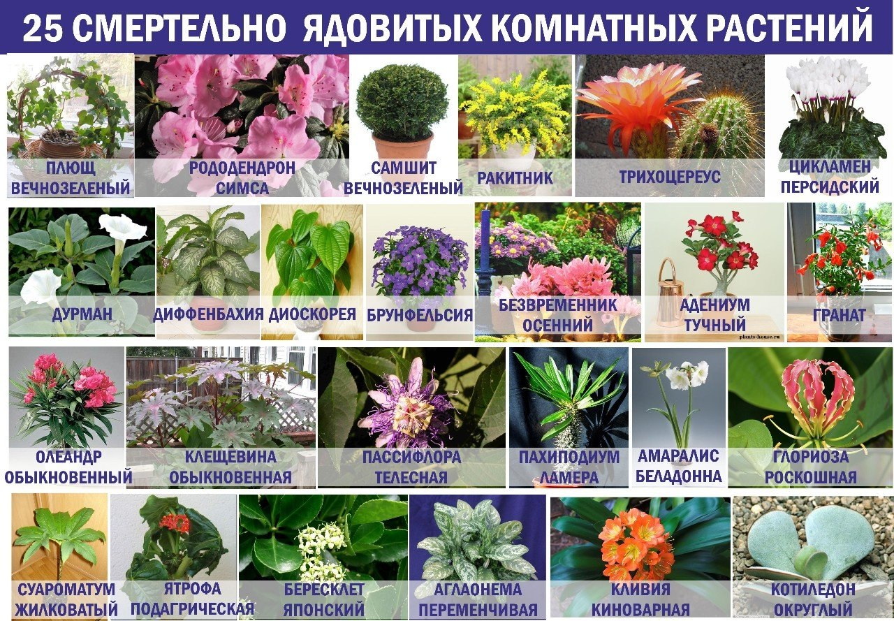 Список ядовитых растений — рувики