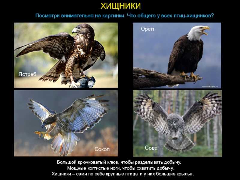 Птицы урала, какие птицы обитают на южном, среднем и западном урале
