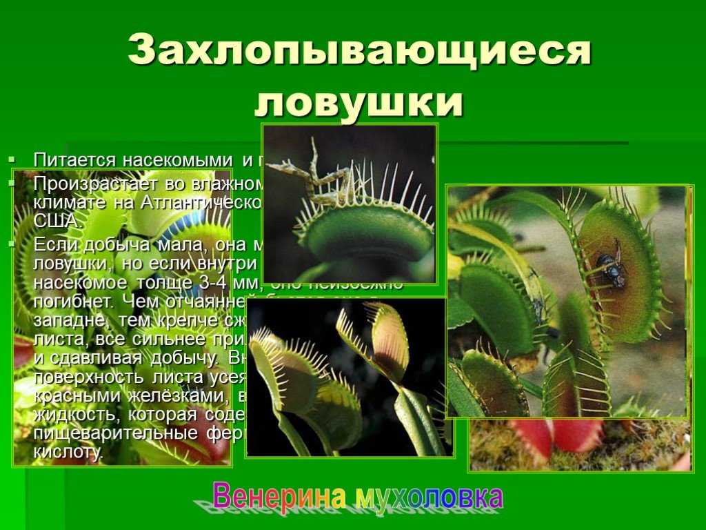 Хищные растения