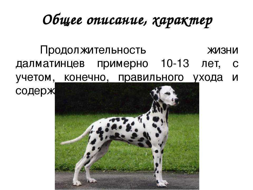 Далматин | собакопедия вики | fandom