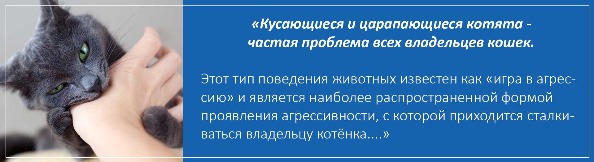 Причины укусов кота за ногу своей хозяйки: что это значит и что делать