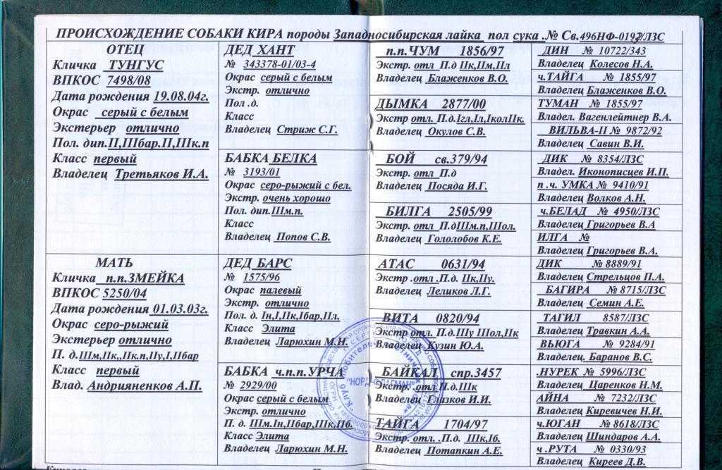 Клички для собак породы лайка: основные секреты выбора