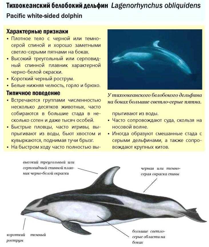 описание и фото атлантического белобокого дельфина из Красной книги России Интересные факты про белобокого дельфина Презентация и сообщение