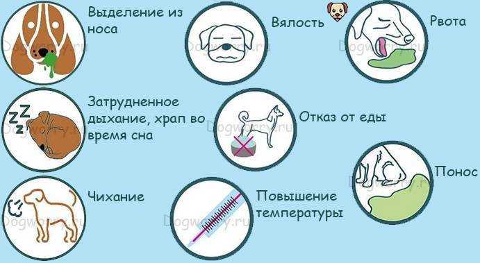 Насморк у собак: симптомы, что делать, как лечить в домашних условиях